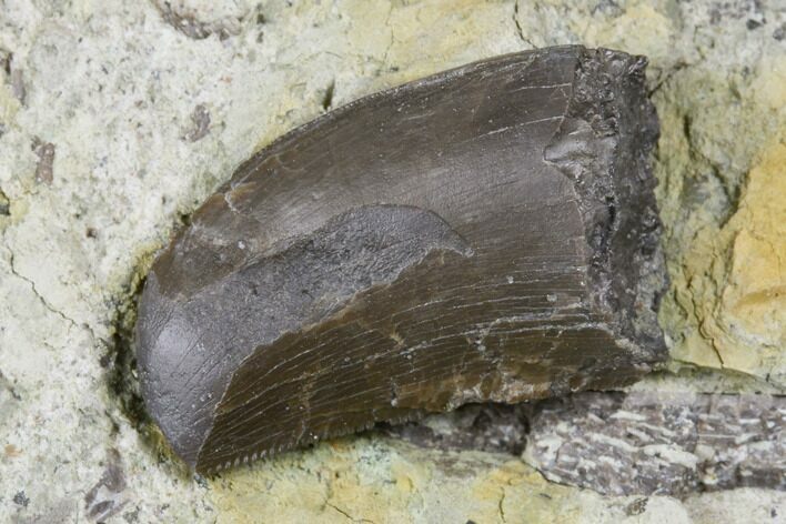 Feeding Worn Allosaurus Tooth On Sandstone - Colorado #177376